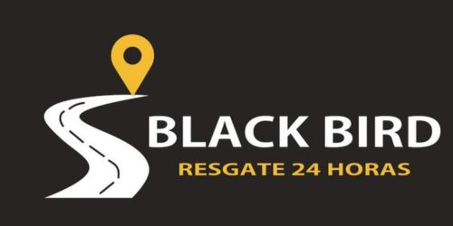 black bird
